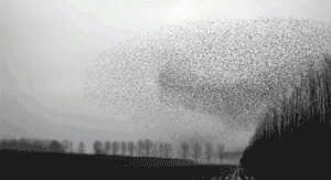 Murmuration of starlings